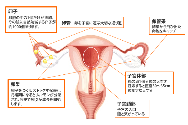 まずは卵巣～子宮を見てみましょう 図