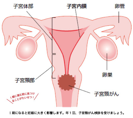 不妊 妊婦の豆知識 子宮や卵巣にトラブルがあっても妊娠できますか Part2 健美鍼灸院 東京 銀座 新橋で不妊鍼灸 不妊治療のことならお任せください 口コミでも評判
