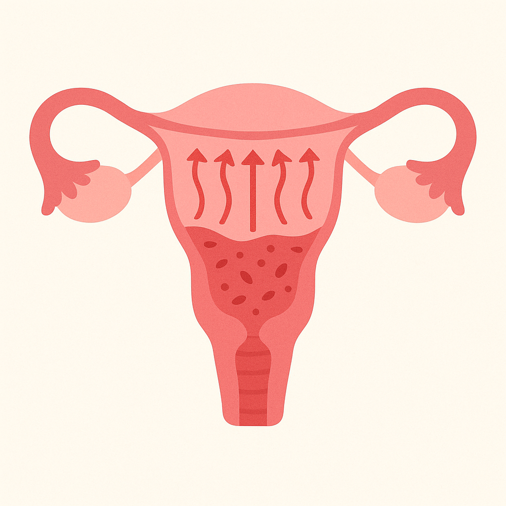 子宮と子宮内膜・血流のイメージイラスト